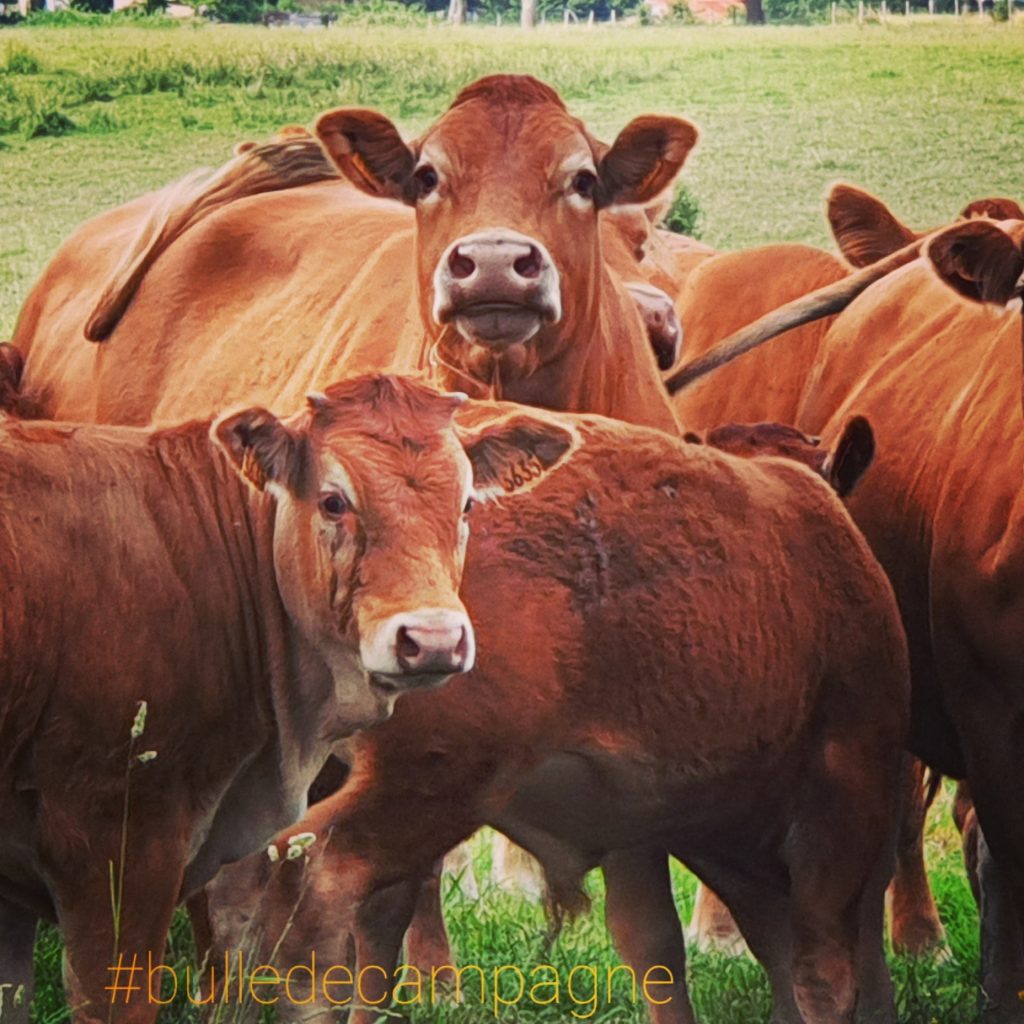 Vache limousine au paturage