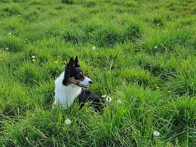 Chien de berger campagne prairie