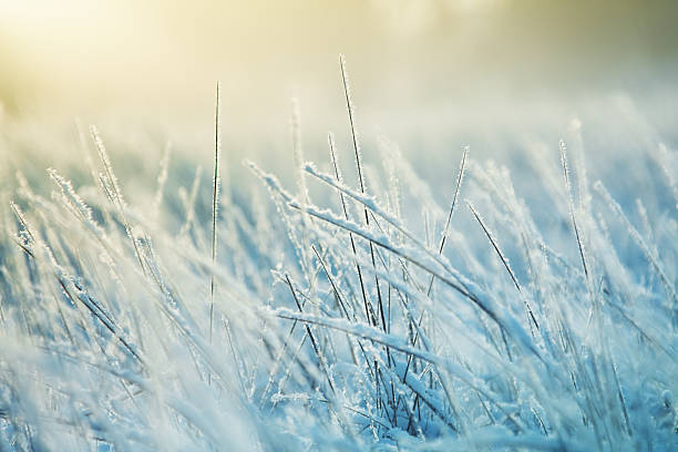 Bulle de Campagne, prairie chevaux sous la neige